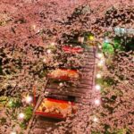 【高輪 桜まつり2024】極上すぎる！オススメの日本庭園に広がるお花見体験