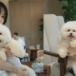 韓国で犬食禁止法が可決　食用目的の飼育などを禁止